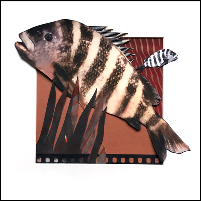 BrownFish 4