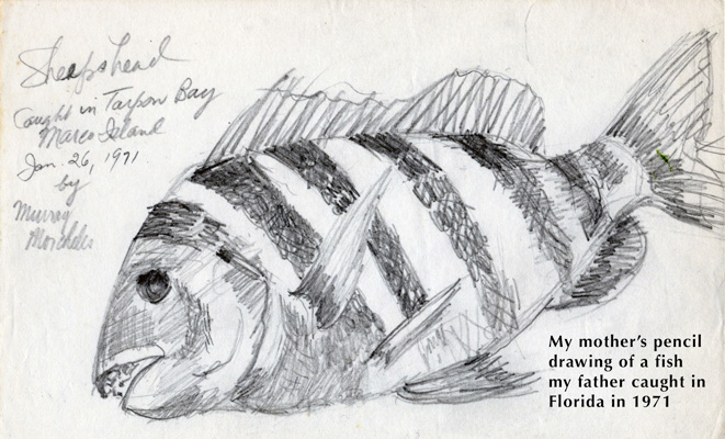 Sheepshead Fish Drawing